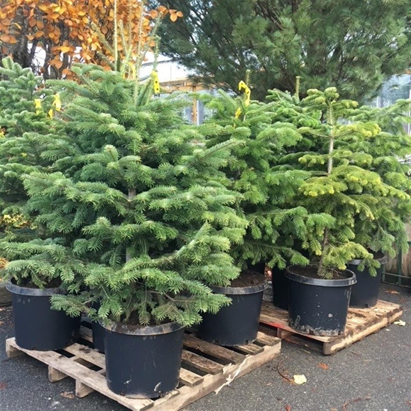 Live Holiday Trees
